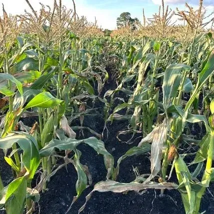 thumbnail for publication: Identification and Management of Foliar Diseases Associated with Sweet Corn in Florida